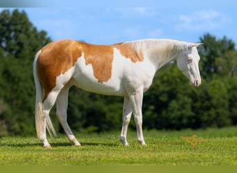American Quarter Horse, Gelding, 4 years, 15 hh, Palomino