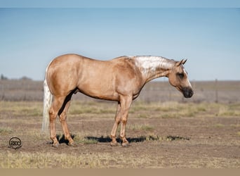 American Quarter Horse, Gelding, 4 years, 15 hh, Palomino