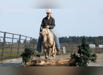 American Quarter Horse, Gelding, 4 years, 15 hh, Palomino