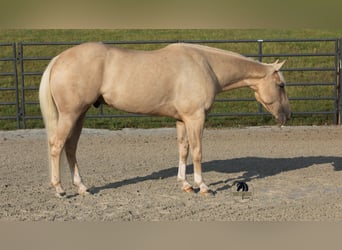 American Quarter Horse, Gelding, 4 years, 15 hh, Palomino