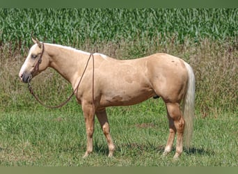 American Quarter Horse, Gelding, 4 years, 15 hh, Palomino