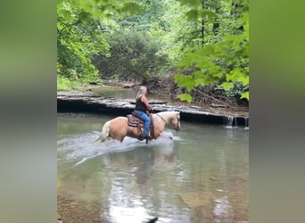 American Quarter Horse, Gelding, 4 years, 15 hh, Palomino