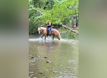 American Quarter Horse, Gelding, 4 years, 15 hh, Palomino