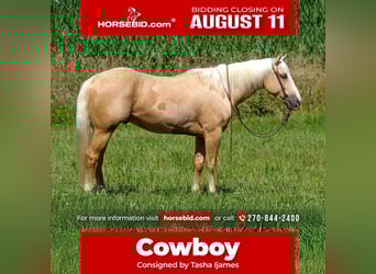 American Quarter Horse, Gelding, 4 years, 15 hh, Palomino