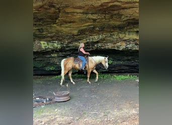 American Quarter Horse, Gelding, 4 years, 15 hh, Palomino
