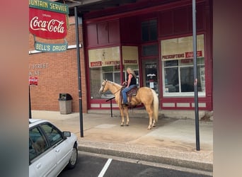 American Quarter Horse, Gelding, 4 years, 15 hh, Palomino