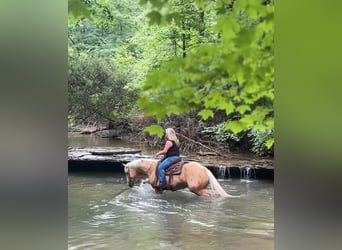 American Quarter Horse, Gelding, 4 years, 15 hh, Palomino