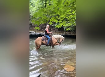 American Quarter Horse, Gelding, 4 years, 15 hh, Palomino
