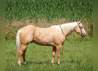 American Quarter Horse, Gelding, 4 years, 15 hh, Palomino
