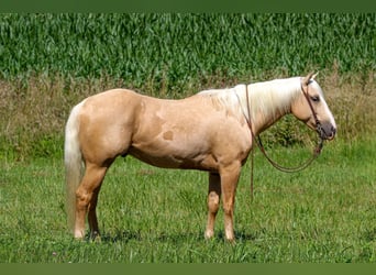 American Quarter Horse, Gelding, 4 years, 15 hh, Palomino