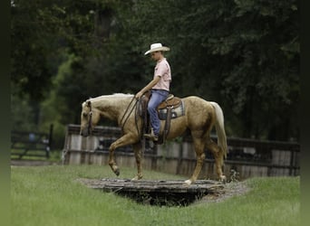 American Quarter Horse, Gelding, 4 years, 15 hh, Palomino