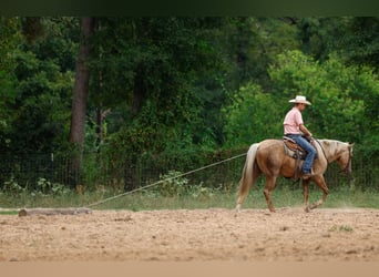 American Quarter Horse, Gelding, 4 years, 15 hh, Palomino