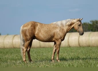 American Quarter Horse, Gelding, 4 years, 15 hh, Palomino