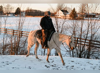 American Quarter Horse, Gelding, 4 years, 15 hh, Palomino