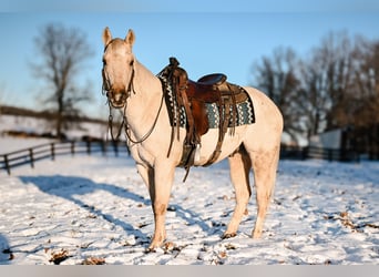 American Quarter Horse, Gelding, 4 years, 15 hh, Palomino