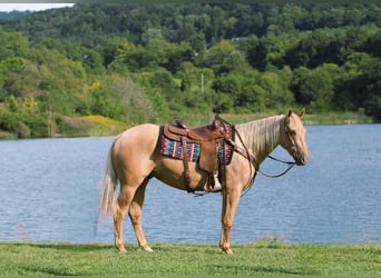 American Quarter Horse, Gelding, 4 years, 15 hh, Palomino