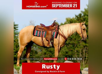 American Quarter Horse, Gelding, 4 years, 15 hh, Palomino