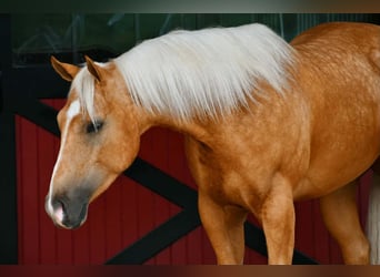 American Quarter Horse, Gelding, 4 years, 15 hh, Palomino