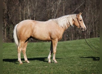 American Quarter Horse, Gelding, 4 years, 15 hh, Palomino