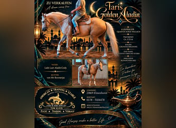 American Quarter Horse, Gelding, 4 years, 15 hh, Palomino