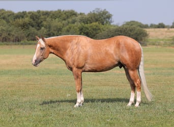 American Quarter Horse, Gelding, 4 years, 15 hh, Palomino