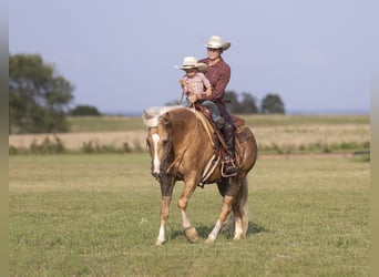 American Quarter Horse, Gelding, 4 years, 15 hh, Palomino