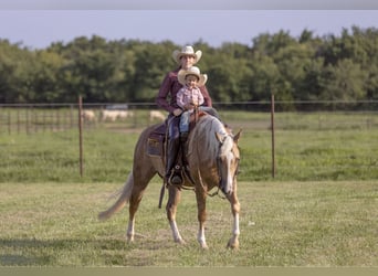 American Quarter Horse, Gelding, 4 years, 15 hh, Palomino
