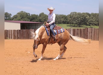 American Quarter Horse, Gelding, 4 years, 15 hh, Palomino