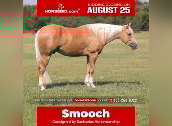 American Quarter Horse, Gelding, 4 years, 15 hh, Palomino