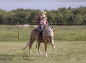 American Quarter Horse, Gelding, 4 years, 15 hh, Palomino