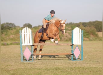 American Quarter Horse, Gelding, 4 years, 15 hh, Palomino