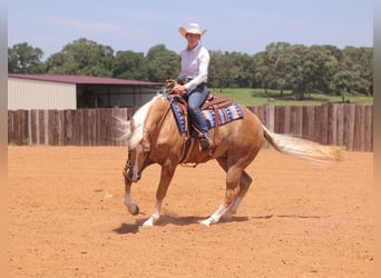 American Quarter Horse, Gelding, 4 years, 15 hh, Palomino