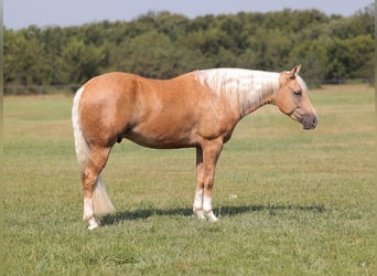 American Quarter Horse, Gelding, 4 years, 15 hh, Palomino