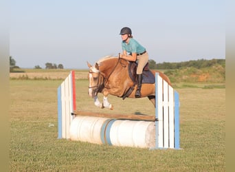 American Quarter Horse, Gelding, 4 years, 15 hh, Palomino