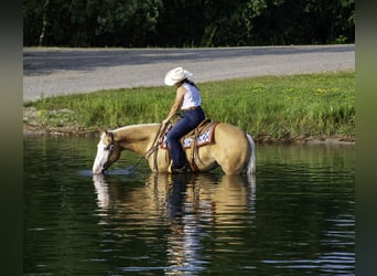 American Quarter Horse, Gelding, 4 years, 15 hh, Palomino