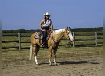 American Quarter Horse, Gelding, 4 years, 15 hh, Palomino