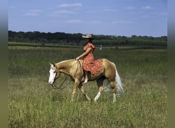 American Quarter Horse, Gelding, 4 years, 15 hh, Palomino