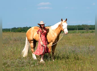 American Quarter Horse, Gelding, 4 years, 15 hh, Palomino