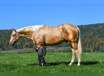 American Quarter Horse, Gelding, 4 years, 15 hh, Palomino