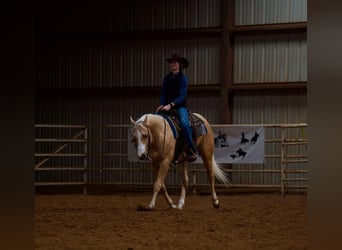 American Quarter Horse, Gelding, 4 years, 15 hh, Palomino