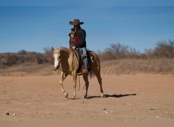 American Quarter Horse, Gelding, 4 years, 15 hh, Palomino