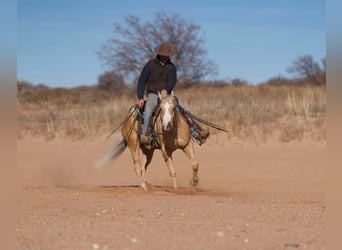 American Quarter Horse, Gelding, 4 years, 15 hh, Palomino