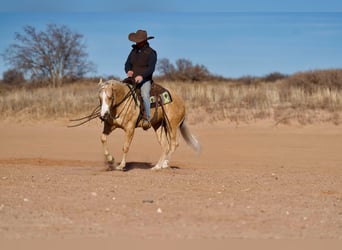 American Quarter Horse, Gelding, 4 years, 15 hh, Palomino