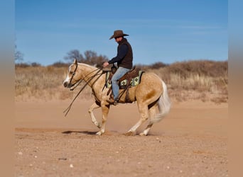 American Quarter Horse, Gelding, 4 years, 15 hh, Palomino