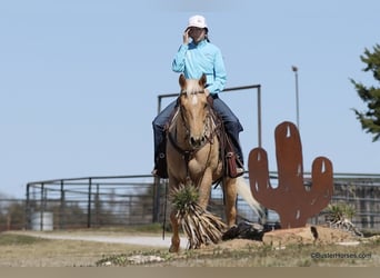 American Quarter Horse, Gelding, 4 years, 15 hh, Palomino