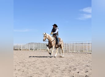 American Quarter Horse, Gelding, 4 years, 15 hh, Palomino
