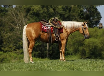 American Quarter Horse, Gelding, 4 years, 15 hh, Palomino