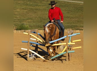 American Quarter Horse, Gelding, 4 years, 15 hh, Palomino