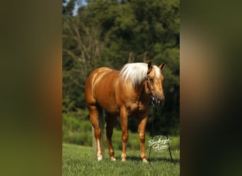 American Quarter Horse, Gelding, 4 years, 15 hh, Palomino