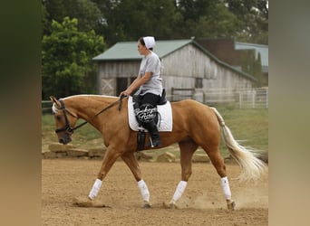 American Quarter Horse, Gelding, 4 years, 15 hh, Palomino